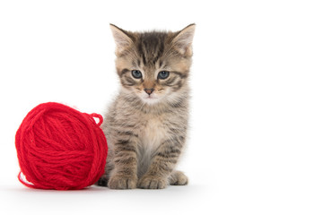 Cute tabby and ball of yarn