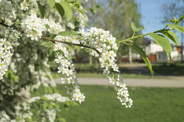 White flower Prunus padus in spring season