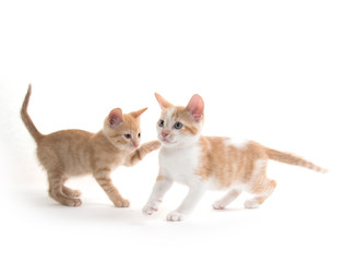 Two cute kittens playing