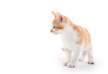 Cute kitten on white