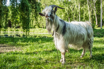 Obraz premium goat animal portrait in park