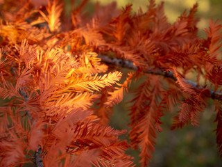 Autumn Maple Beautiful Landscape