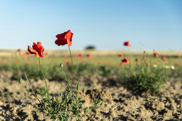 wild poppies on an arid field with weeds
