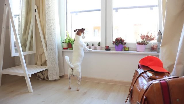 Young jack russell terier dog looking in a window waiting for a master.