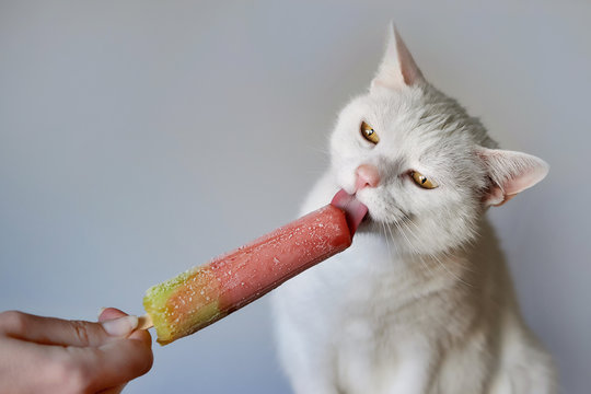 White cat eating edible ice