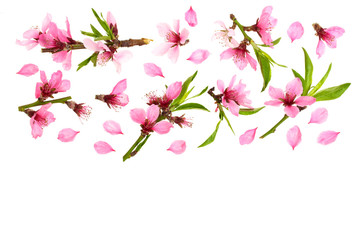 Cherry blossom, sakura flowers isolated on white background with copy space for your text. Top view. Flat lay pattern