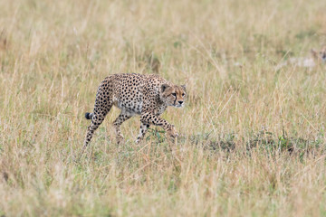 Cheetah in Masai Mara Game Reserve, Kenya