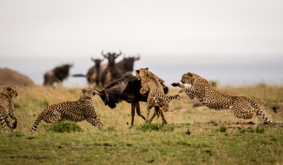 Cheetahs attacking wildebeest