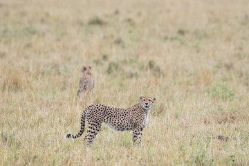 Cheetah in Masai Mara Game Reserve, Kenya