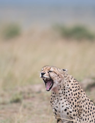 Cheetah in Masai Mara Game Reserve, Kenya