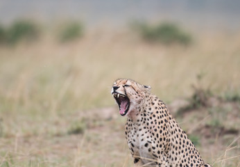 Cheetah in Masai Mara Game Reserve, Kenya