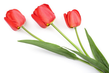 red tulips isolated on white background. Top view. Flat lay pattern