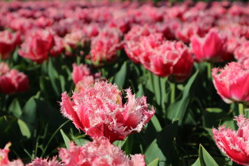 Red tulip flowers in Keukenhof park, Netherlands