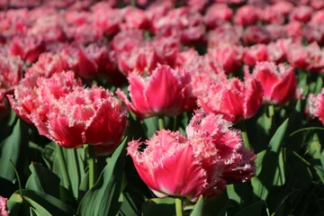  Red tulip flowers in Keukenhof park, Netherlands © Sergei Timofeev