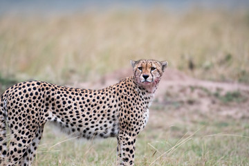 Cheetah in Masai Mara Game Reserve, Kenya