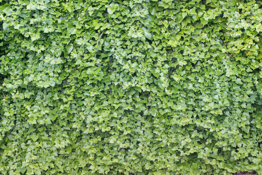 wall with green ivy leaves background