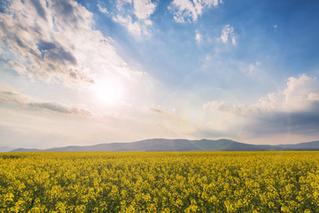 Idyllic landscape with rapeseed field on a sunset