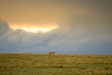 Cheetah in Masai Mara Game Reserve, Kenya