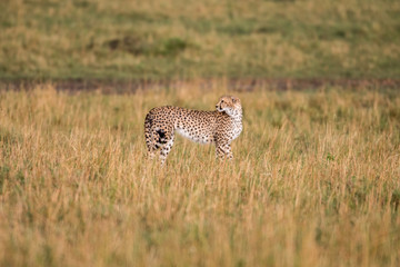 Fototapeta na wymiar Cheetah in Masai Mara Game Reserve, Kenya