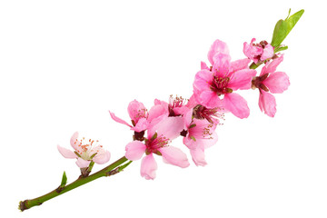 Cherry blossom, sakura flowers isolated on white background