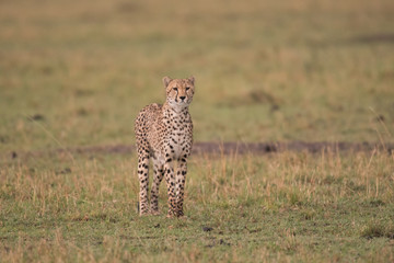 Cheetah in Masai Mara Game Reserve, Kenya