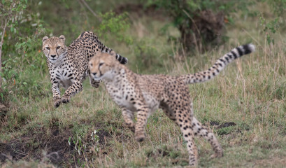 Cheetahs on the run