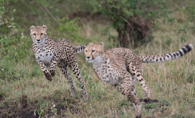 Cheetahs on the run