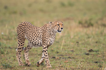 cheetah hunting