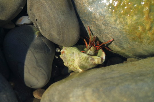 Picture of a hermit crab.