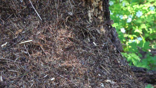 The ants in the anthill, spring day