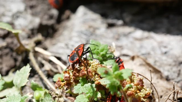 Close up of Firebug, Pyrrhocoris apterus, a common insect of the family Pyrrhocoridae
