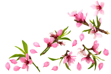 Fototapeta na wymiar Cherry blossom, sakura flowers isolated on white background with copy space for your text. Top view. Flat lay pattern