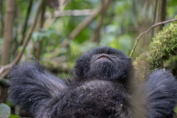 Obraz premium Mountain gorilla resting