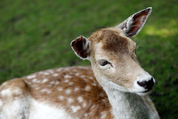 Fallow deer (dama dama)
