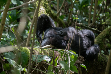 Obraz premium Mountain gorilla resting