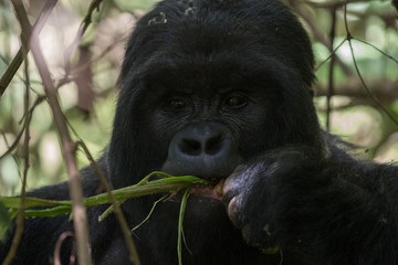 Portrait of mountain gorilla