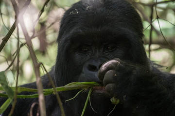 Portrait of mountain gorilla