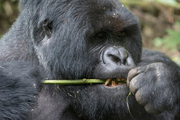 Obraz premium Portrait of mountain gorilla