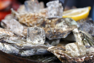 Close-up of sealed shells of fresh oysters, lemon and large ice cubes lie on a tray. The concept of a picnic. Luxury seafood. Natural background. Selective focus