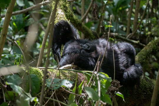 Mountain gorilla resting