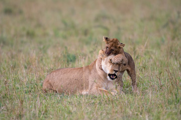 Obraz na płótnie Canvas Lioness and cub playing