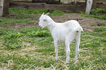 White young goat eating straw