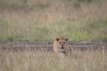 Lion cub in Masai Mara