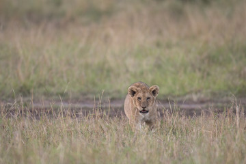 Lion cub in Masai Mara