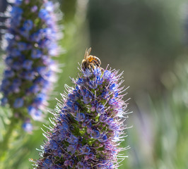 Abeja en flor