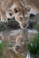female lion getting a drink