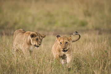 Obraz na płótnie Canvas Lion cubs in Masa Mara