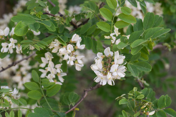 Robinia pseudoacacia, black locust flowers closeup