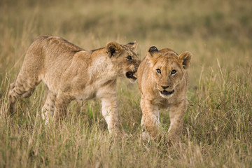 Lion cubs in Masa Mara