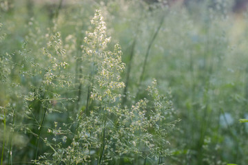 blooming grass in summer meadow macro